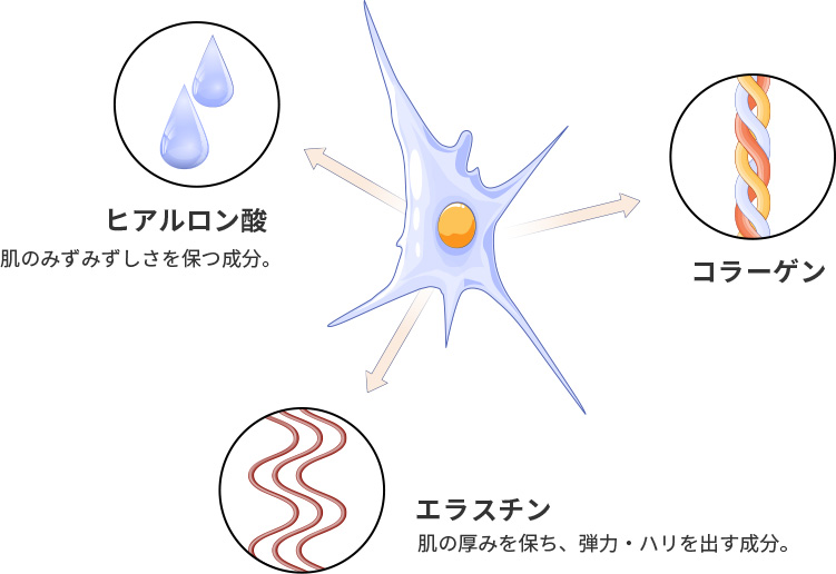 線維芽細胞